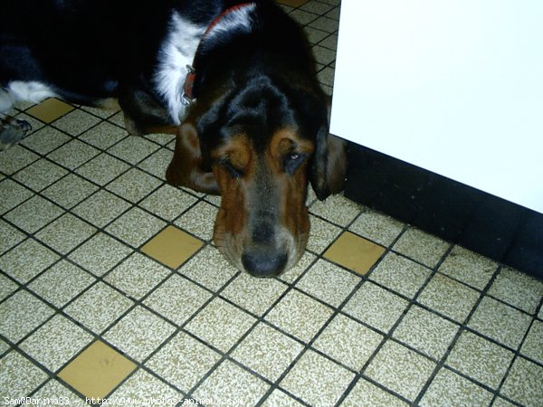 Photo de Basset hound