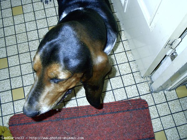 Photo de Basset hound