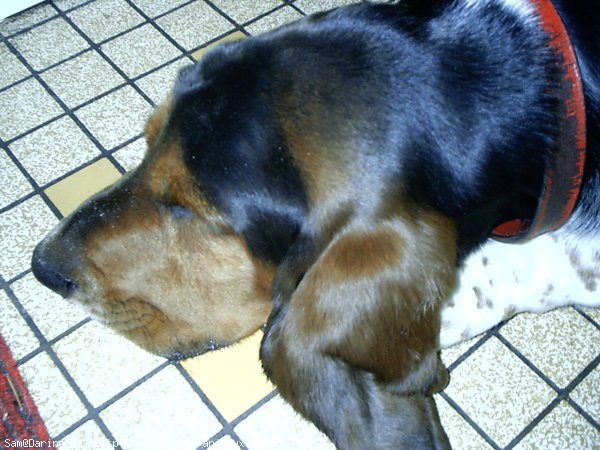 Photo de Basset hound