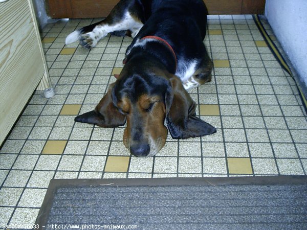 Photo de Basset hound