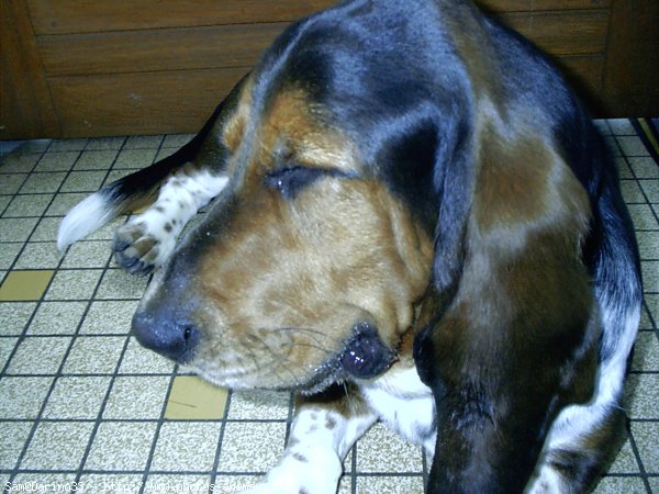 Photo de Basset hound