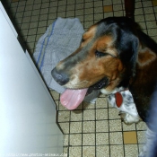 Photo de Basset hound