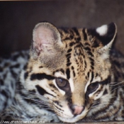 Photo d'Ocelot