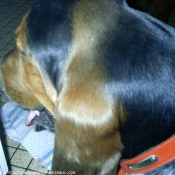 Photo de Basset hound