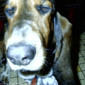 Photo de Basset hound