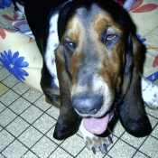 Photo de Basset hound