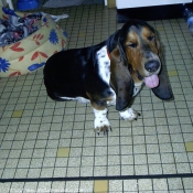 Photo de Basset hound