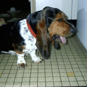 Photo de Basset hound