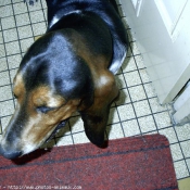 Photo de Basset hound