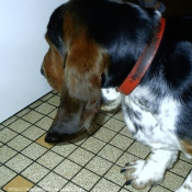 Photo de Basset hound