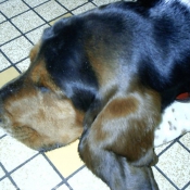 Photo de Basset hound