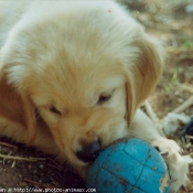 Photo de Golden retriever