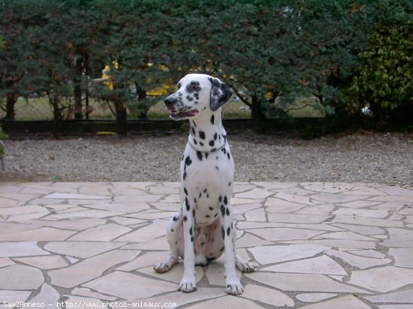 Photo de Dalmatien