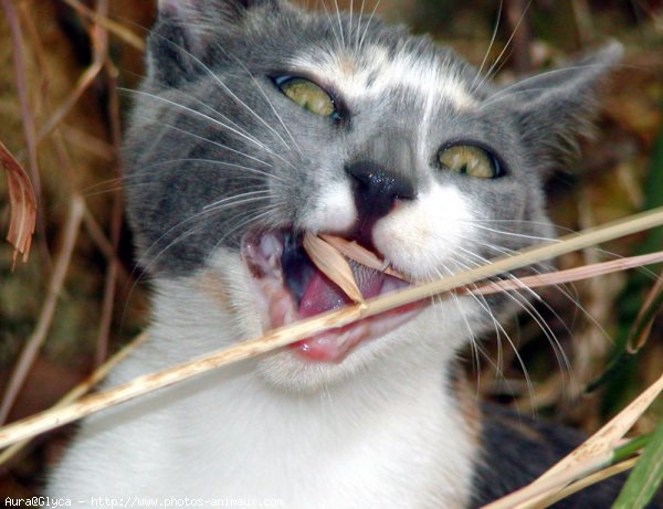 Photo de Chat domestique