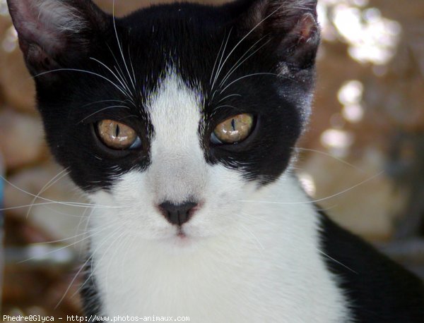 Photo de Chat domestique