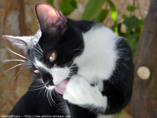 Photo de Chat domestique