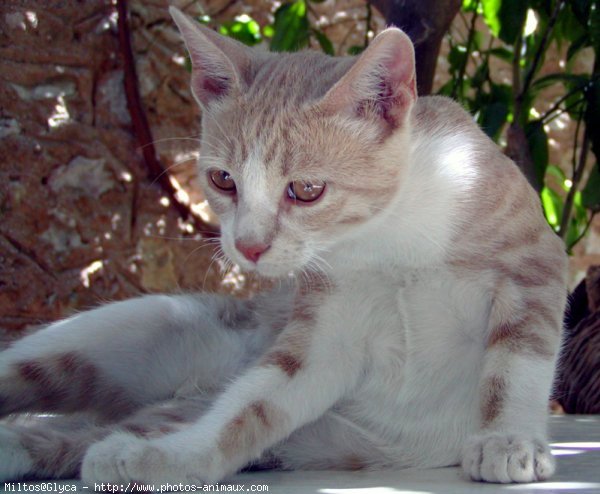 Photo de Chat domestique