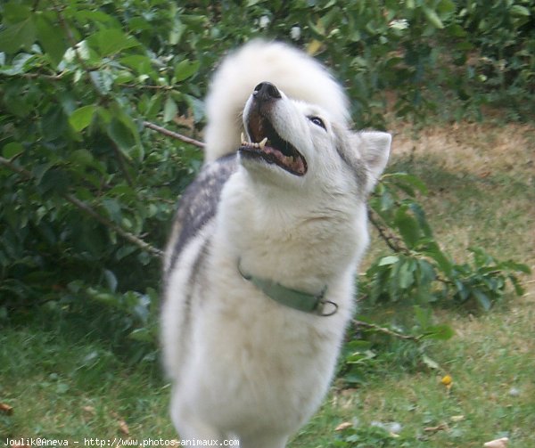 Photo de Husky siberien