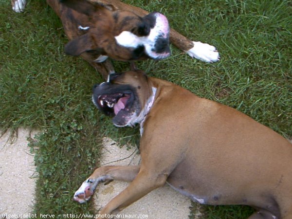 Photo de Boxer