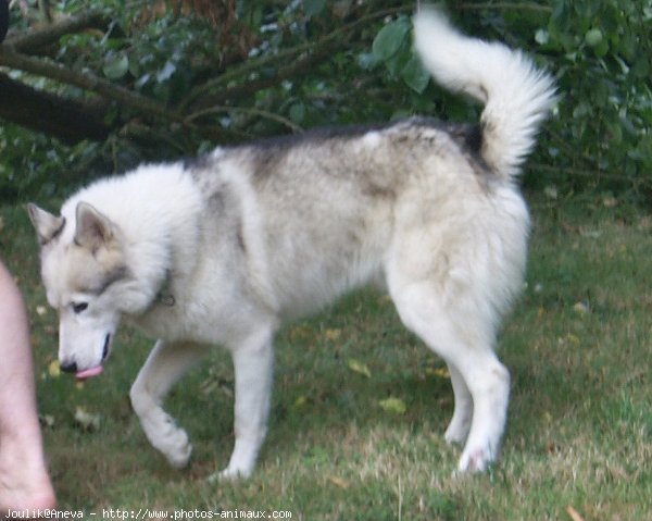 Photo de Husky siberien