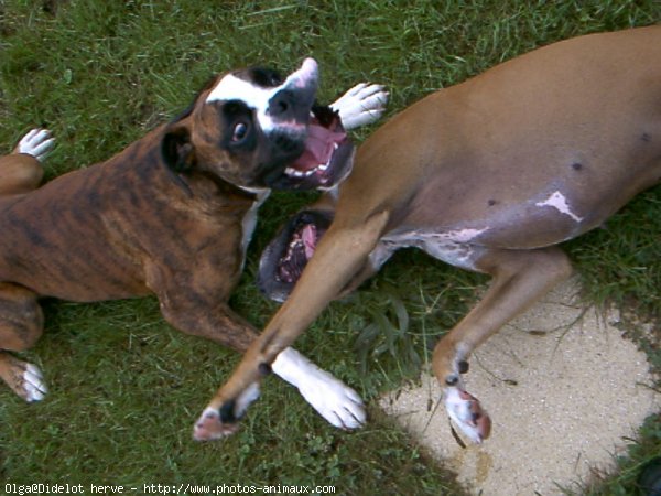 Photo de Boxer