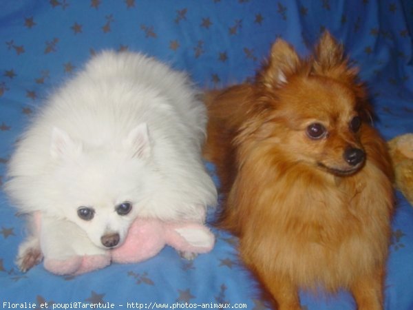 Photo de Spitz moyen