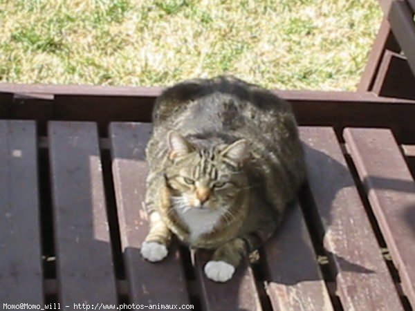 Photo de Chat domestique