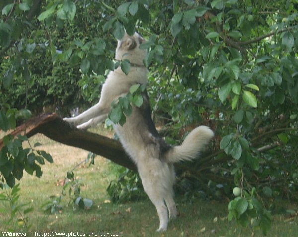 Photo de Husky siberien