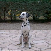 Photo de Dalmatien