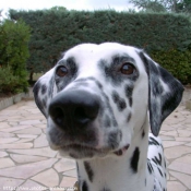 Photo de Dalmatien