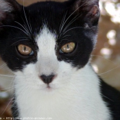 Photo de Chat domestique