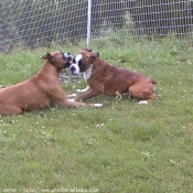 Photo de Boxer