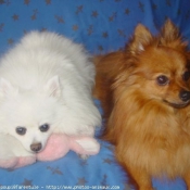 Photo de Spitz moyen