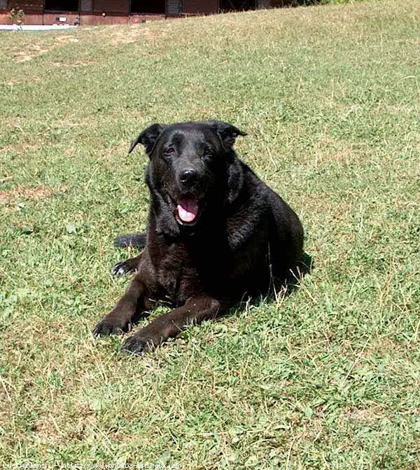 Photo de Labrador retriever