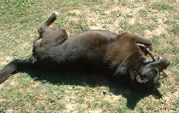 Photo de Labrador retriever