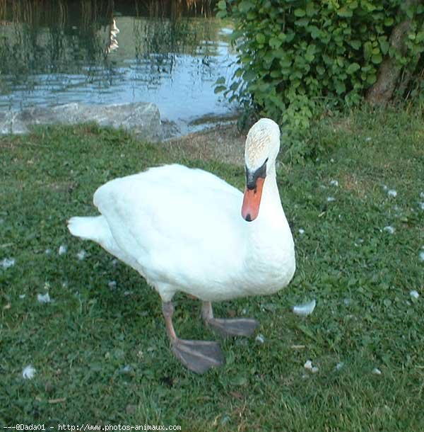 Photo de Cygne