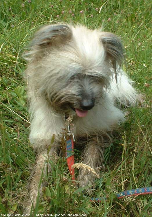 Photo de Chien de berger des pyrenes  poil long