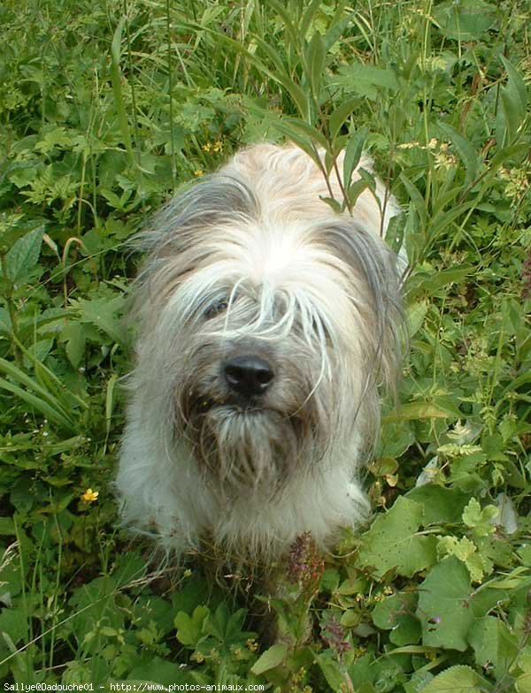 Photo de Chien de berger des pyrenes  poil long