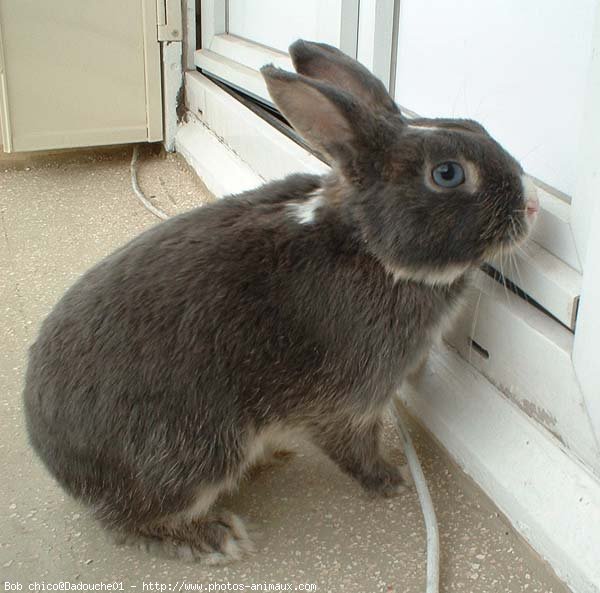 Photo de Lapin