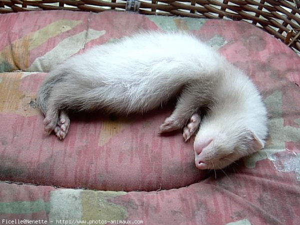 Photo de Furet