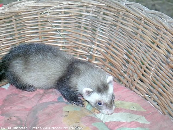 Photo de Furet