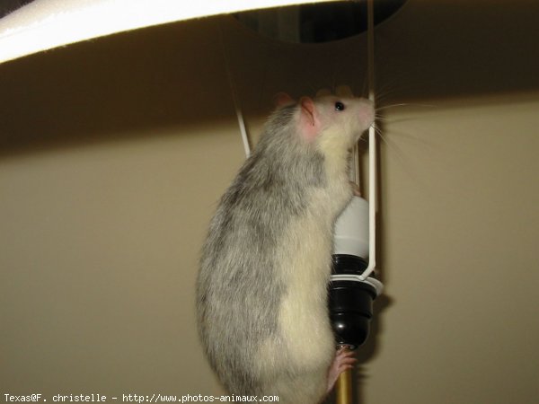 Photo de Rat