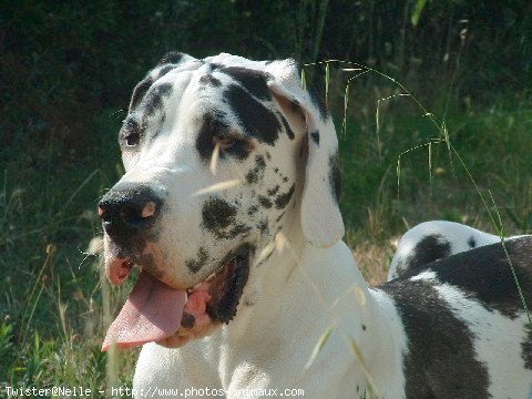 Photo de Dogue allemand