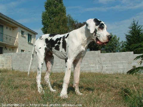 Photo de Dogue allemand