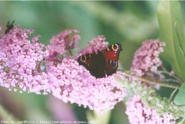 Photo de Papillon