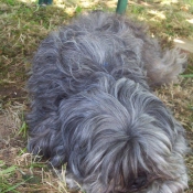 Photo de Lhassa apso