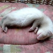 Photo de Furet