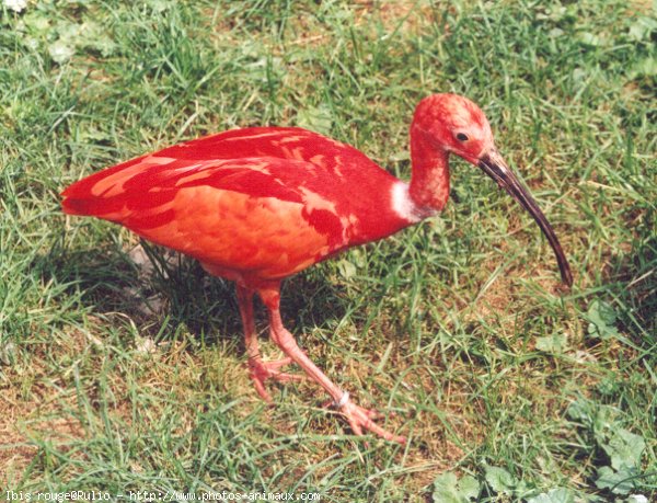 Photo d'Ibis