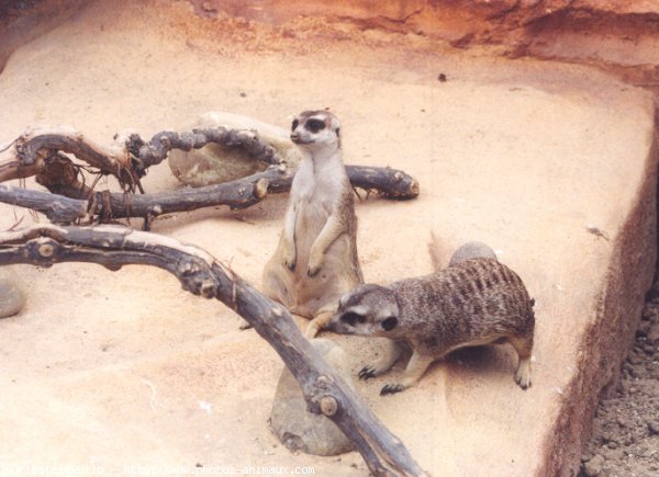 Photo de Suricate