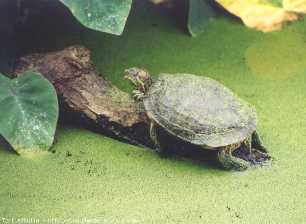 Photo de Tortue